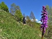 87 Bella orchidea (Orchis mascula)